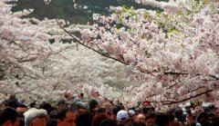 你見過空無一人的中山公園櫻花大道嗎？美！